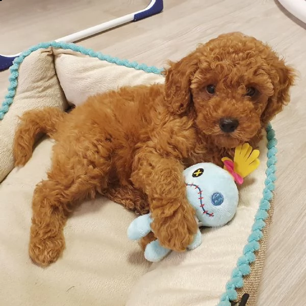 Barboncino Toy Cane Trudi Prezzo Trudi Peluche Cavalier King