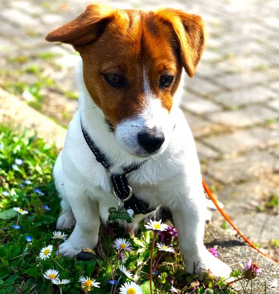 CUCCIOLI JACK RUSSELL TERRIER