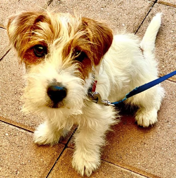 CUCCIOLI JACK RUSSELL TERRIER | Foto 6