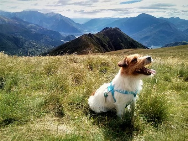 CUCCIOLI JACK RUSSELL TERRIER | Foto 3