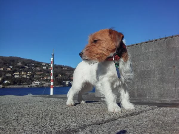 CUCCIOLI JACK RUSSELL TERRIER | Foto 1