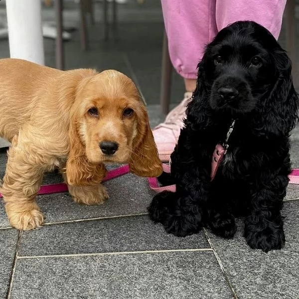 bellissimo cocker spaniel per adozione | Foto 0