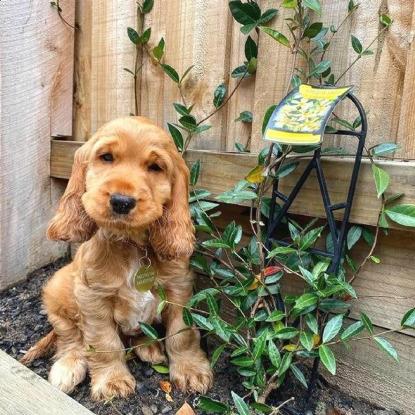 bellissimo cocker spaniel per adozione
