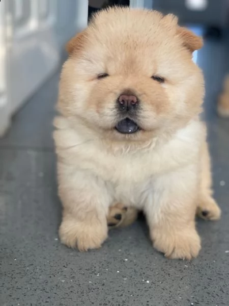 regalo cuccioli di chow chow femminucce e maschietti 