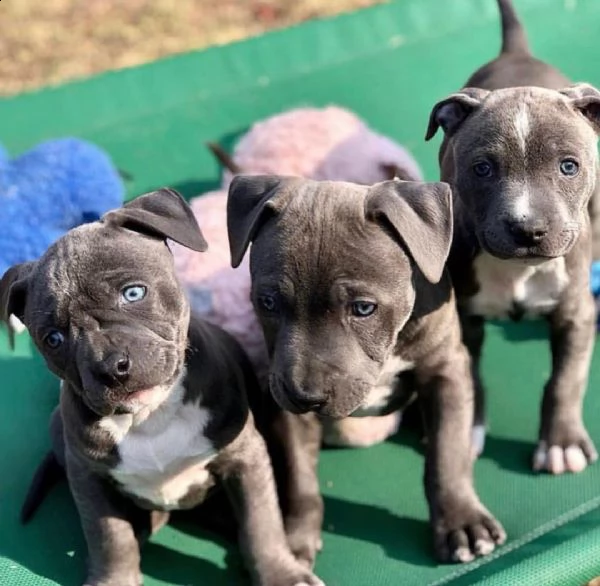 bellissimi cuccioli di pitbull in adozione