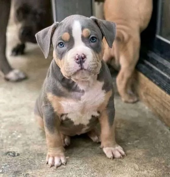 bellissimi cuccioli di pitbull in adozione | Foto 0