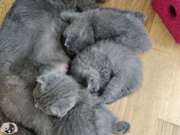 gattini british shorthair | Foto 3