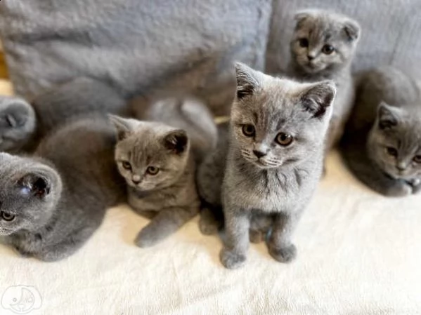 gattini british shorthair | Foto 2