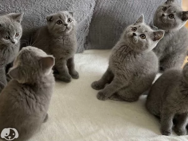 gattini british shorthair | Foto 1