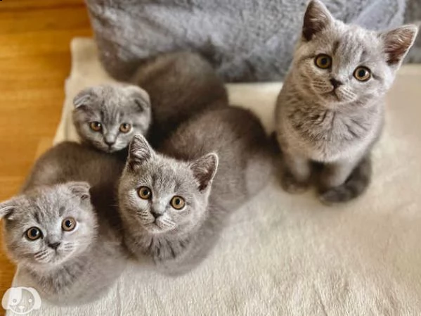gattini british shorthair