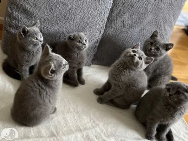 gattini british shorthair | Foto 0