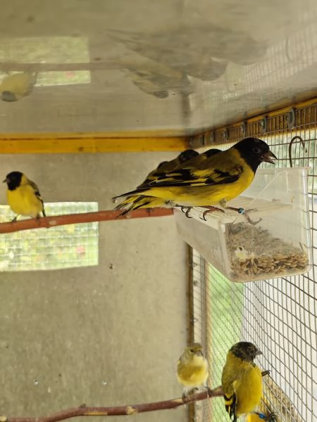 Lucherini di Magellano Novelli 2025 | Foto 2