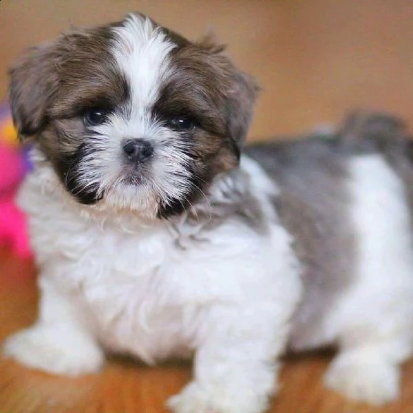 cuccioli di shihtzu | Foto 0