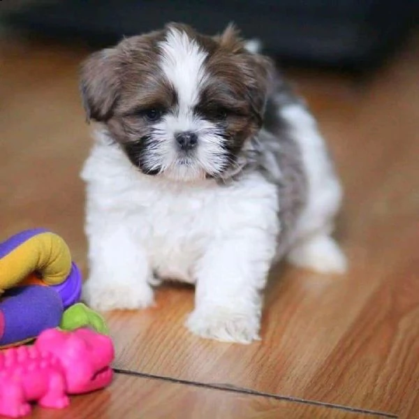 cuccioli di shih tzu