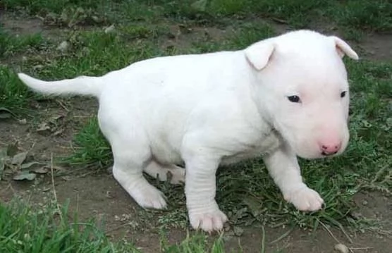 regalo bull terrier cuccioli per ladozione