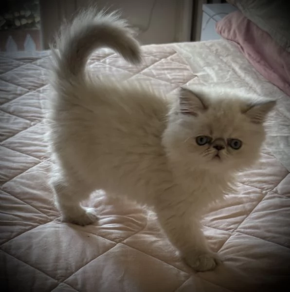 Cucciolo persiana seal point