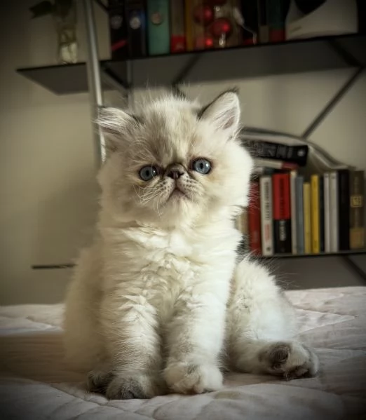 Cucciola persiana seal point  NOCCIOLINA  | Foto 6