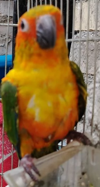 Conuro del sole