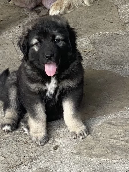 Cuccioli Pastore del Caucaso | Foto 4