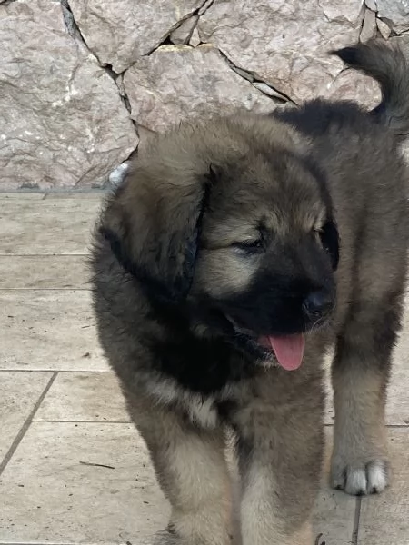 Cuccioli Pastore del Caucaso | Foto 3