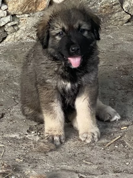 Cuccioli Pastore del Caucaso | Foto 2