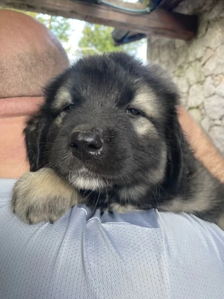 Cuccioli Pastore del Caucaso | Foto 1