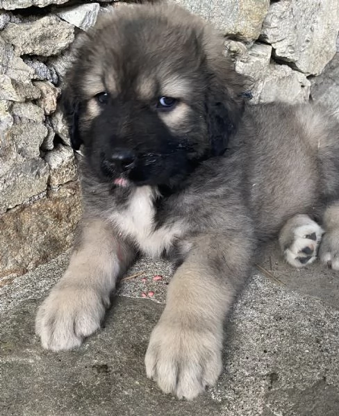 Cuccioli Pastore del Caucaso