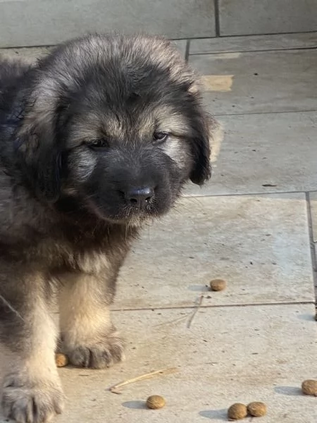 Cuccioli Pastore del Caucaso | Foto 0