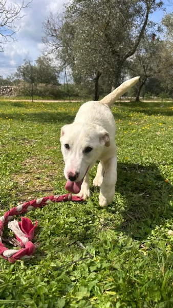 Vega cerca casa | Foto 2