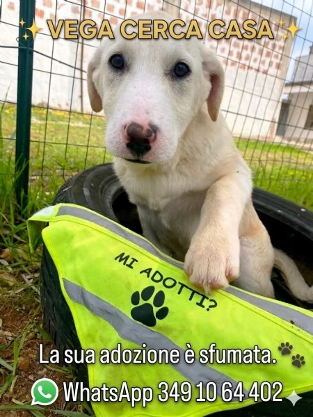 Vega cerca casa | Foto 1