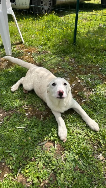 Vega cerca casa | Foto 0