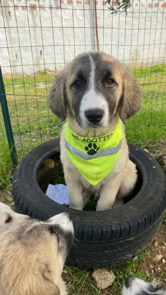 Syria cerca casa | Foto 0