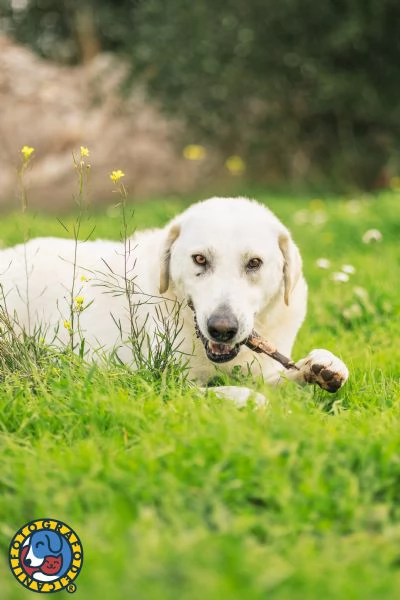 Luciano cerca casa  | Foto 2