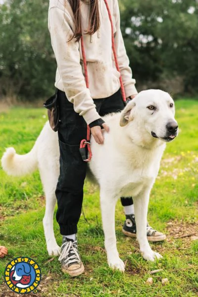 Luciano cerca casa  | Foto 1