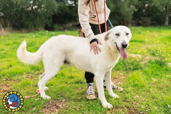 Luciano cerca casa  | Foto 0