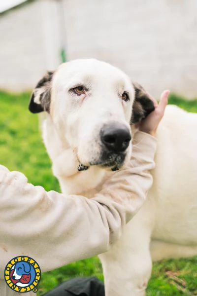 Sarabi e Simba mamma e figlio | Foto 3