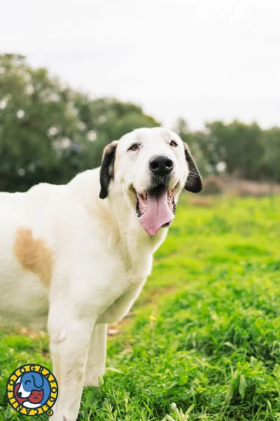Sarabi e Simba mamma e figlio | Foto 2