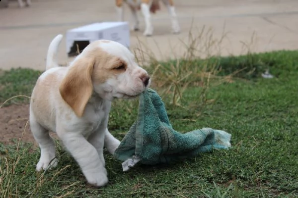 cucciola di beagle | Foto 6