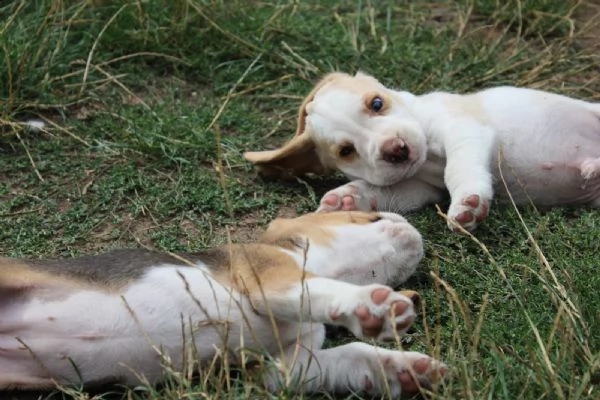 cucciola di beagle | Foto 5
