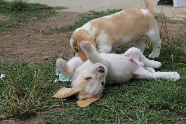 cucciola di beagle | Foto 4