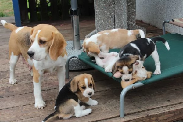 cucciola di beagle