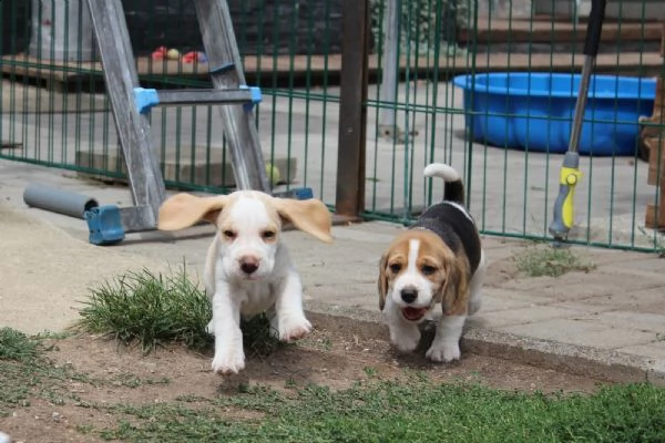 cucciola di beagle | Foto 3