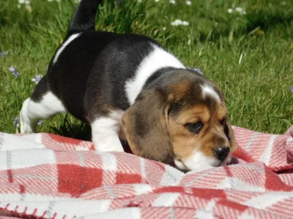 cucciola di beagle | Foto 2