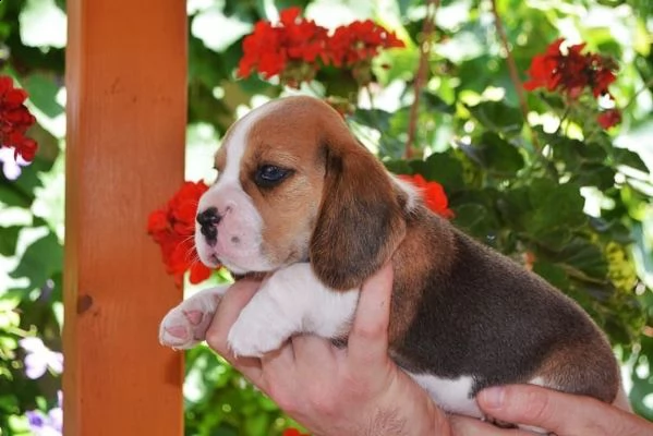cucciola di beagle | Foto 0