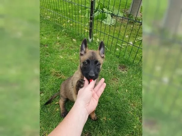 CUCCIOLI DI PASTORE BELGA MALINOIS | Foto 2