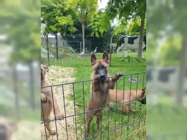 CUCCIOLI DI PASTORE BELGA MALINOIS | Foto 2