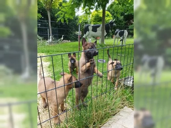 CUCCIOLI DI PASTORE BELGA MALINOIS | Foto 1
