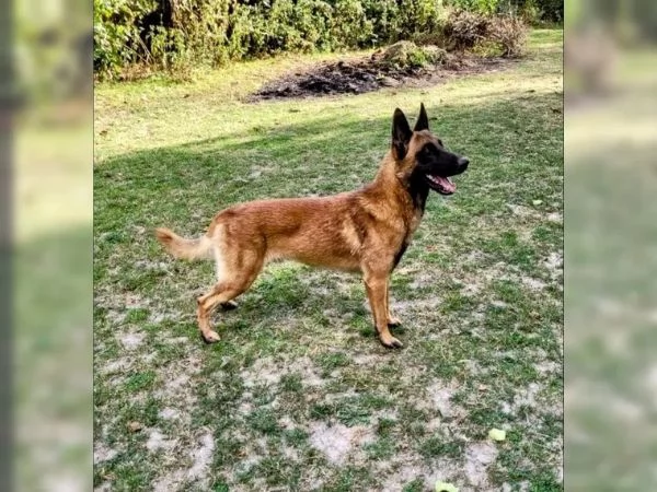 CUCCIOLI DI PASTORE BELGA MALINOIS | Foto 1