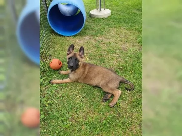 CUCCIOLI DI PASTORE BELGA MALINOIS | Foto 0