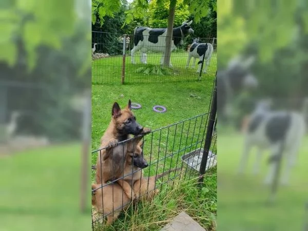 CUCCIOLI DI PASTORE BELGA MALINOIS | Foto 2